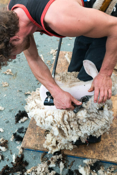 close up view of a shearing his sheep of a sheep
