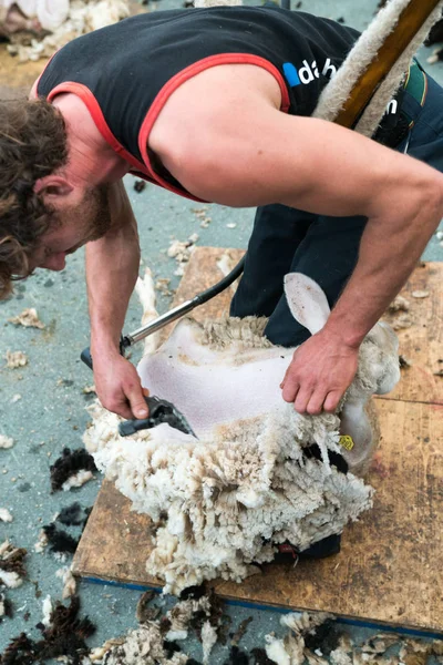 Vista de cerca de un pastor esquilando sus ovejas —  Fotos de Stock