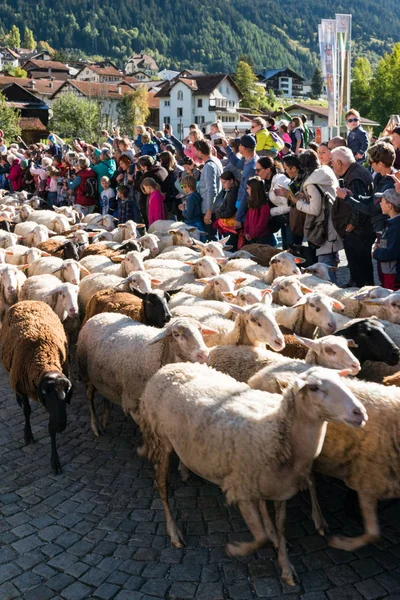 Gregge di pecore corrono attraverso una folla di persone verso un recinto — Foto Stock