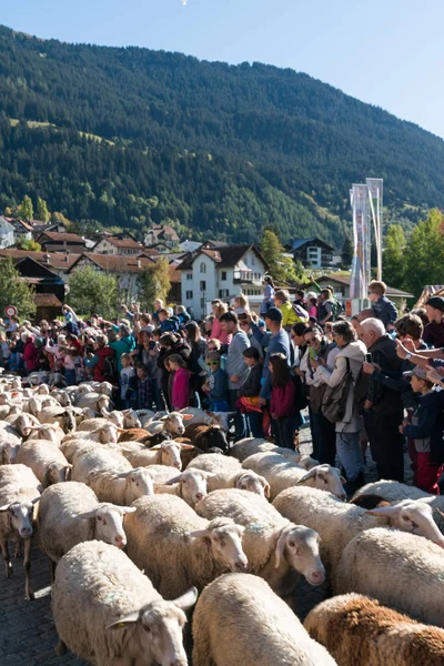 Gregge di pecore corrono attraverso una folla di persone verso un recinto — Foto Stock