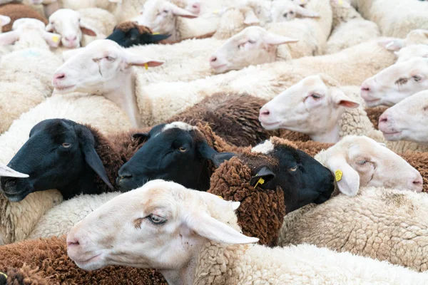 Muchas ovejas apiñadas juntas en un corral antes de ser cortadas —  Fotos de Stock