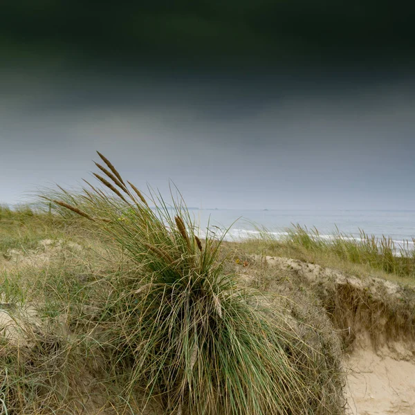 Sanddyner og gress med havet bak – stockfoto
