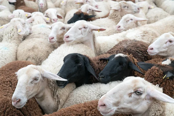 Muitas ovelhas se aglomeraram em um curral antes de serem tosquiadas — Fotografia de Stock