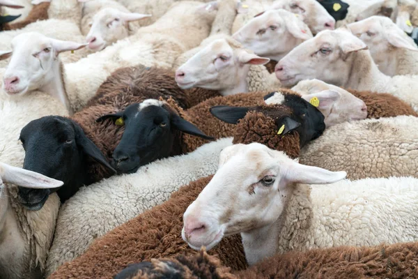 Muitas ovelhas se aglomeraram em um curral antes de serem tosquiadas — Fotografia de Stock