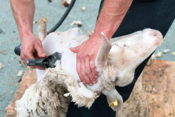 Ganaderos de ovejas esquilando sus ovejas — Foto de Stock
