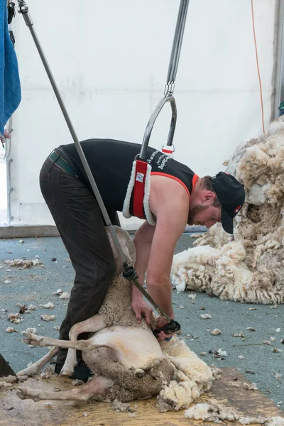 Allevatori di pecore tosare le loro pecore — Foto Stock