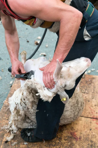 Allevatori di pecore tosare le loro pecore — Foto Stock