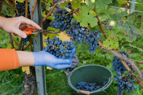 Wine farmer in the vineyard harvesting and cleaning Cabernet Sauvignon grapes Stock Photo