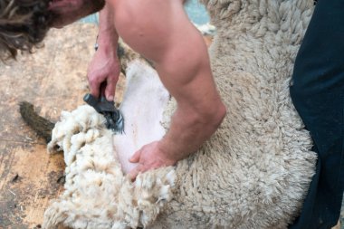 Yünleri için koyun güden çiftçilerin detaylı manzarası