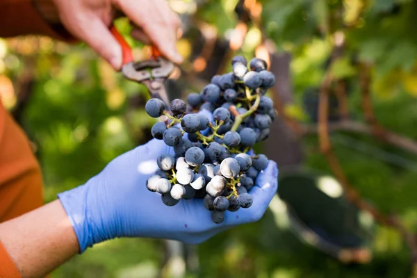 Vigneron dans le vignoble récolte et nettoyage Cabernet Sauvignon — Photo