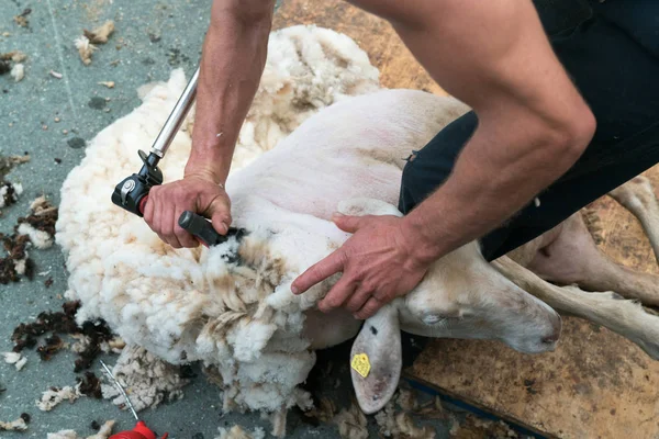Visão detalhada do criador de ovinos tosquiando ovelhas para a sua lã — Fotografia de Stock