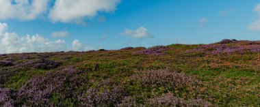 Mavi gökyüzünün altında kümülüs bulutlarıyla leylak ve mor fundalık otlakları