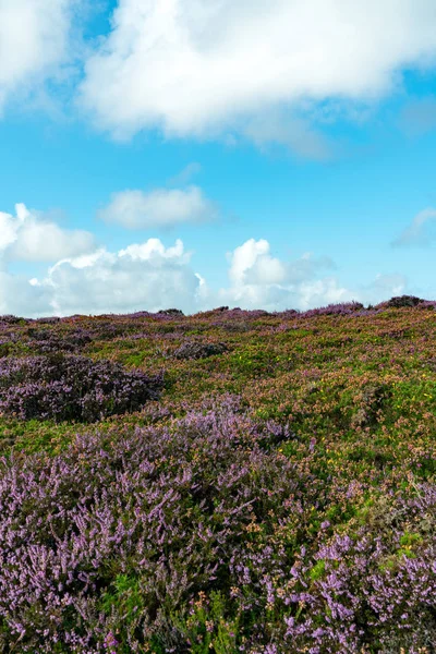 Lilac and purple heath meadows under a blue sky with cumulus clouds — Stock Photo, Image