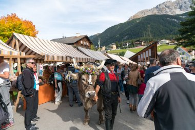 Adam ödüllü öküzünü bir İsviçre köyü festivalinde sergiliyor.