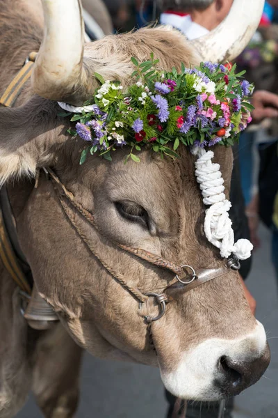 close up of a decorated prize steer in the Swiss Alps