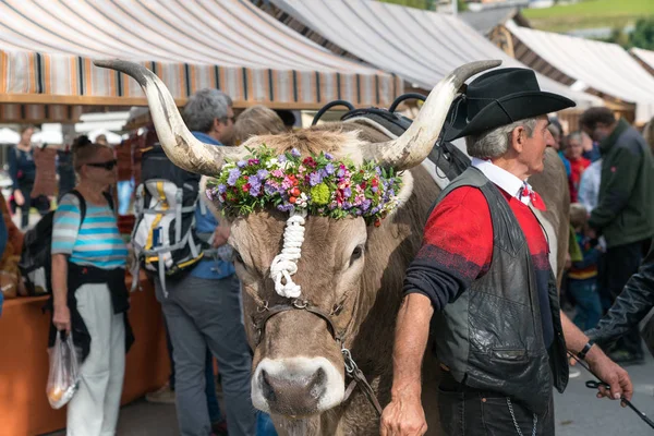 Homem desfilando seu guia premiado decorado em um festival da aldeia suíça — Fotografia de Stock