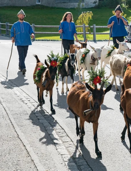 Pastori che guidano una mandria di capre giù dalle montagne nel villaggio — Foto Stock