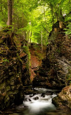 Pırıl pırıl yeşil bir bahar ormanında, derin ve dar bir vadideki küçük bir dağ deresinin manzarası.
