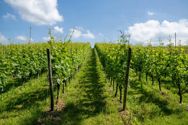 Endlose Reihen Grüner Reben Einem Weinberg Unter Blauem Himmel Mit — Stockfoto