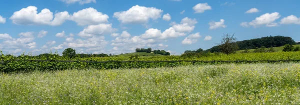 Bonito Prado Flores Fileiras Intermináveis Panorama Vinhedos Verdes Nas Margens — Fotografia de Stock