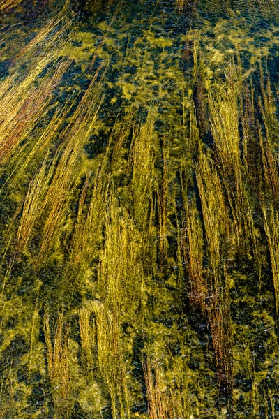 Ett Abstrakt Naturfoto Vass Och Vattenväxter Som Flyter Flod — Stockfoto