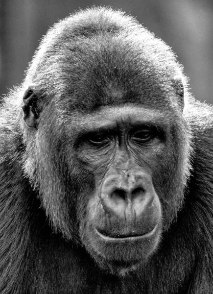 Vista Gran Gorila Macho — Foto de Stock