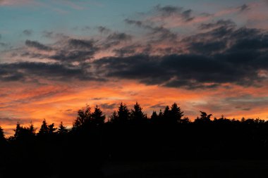 Kara orman çam ağaçlarının üzerinde güzel renkli bir günbatımı gökyüzü
