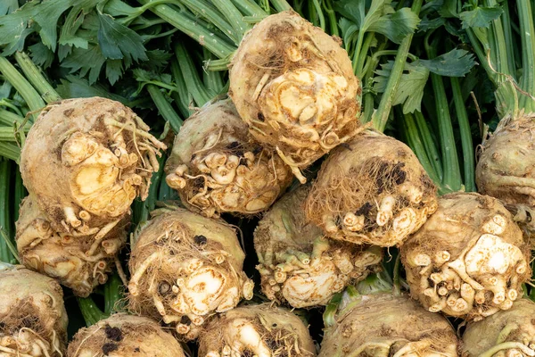 Organik çelenk köklerinin yakın görüntüsü