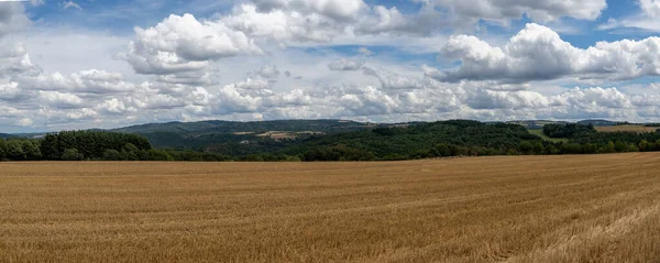 Almanya 'daki Rhineland-Palatinate tepelerindeki geniş kesim altın buğday tarlalarının manzarası