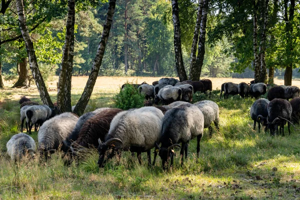 Molte Pecore Tedesche Brughiera Pozzo Irrigazione Sulla Lunenburger Heath — Foto Stock