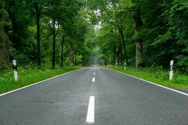 An empty blacktop two-lane road in deep lush green forest with copy space