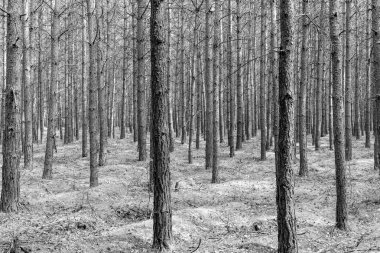 Kuzey Almanya 'daki Mueritz Ulusal Parkı' ndaki sonsuz kozalaklı ağaçların manzarası