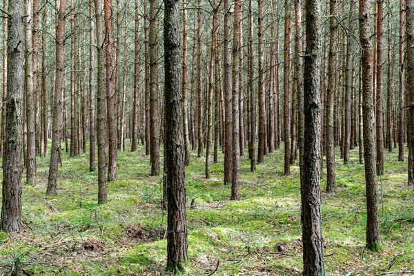 Blick Auf Die Endlosen Nadelwälder Müritzer Nationalpark Norddeutschland — Stockfoto
