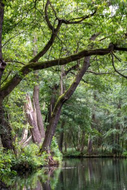 Doğu Almanya 'daki Spreewald orman ve nehir bölgesinin kanal ve kanallarının manzarası