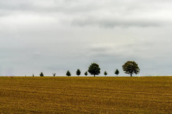 Een Minimalistische Lijn Van Bomen Aan Horizon Boven Een Bebouwd — Stockfoto