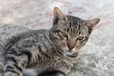 toplumda kedi yakın yüz