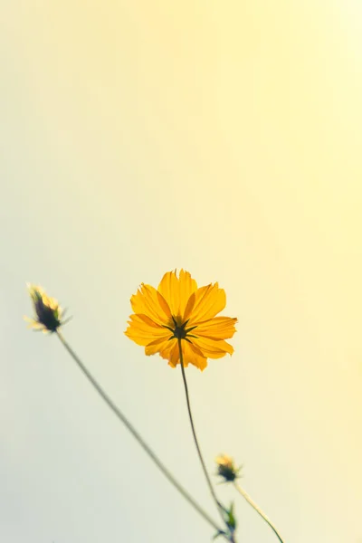 Жовті Квіти Світло Оранжево Блакитному Пастельному Шнурі Текстурованим Фоном Яким — стокове фото