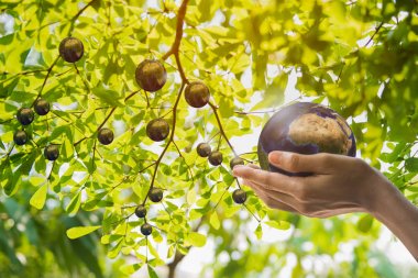Dünya gezegenini elinde tutuyor. Yaratılış dünya gezegen kavramı ve Kurumsal Sosyal Sorumluluk veya Csr kavramının hayal gücü. Bu görüntünün unsurları Nasa tarafından döşenmiştir. Kırpma yolu dahil.