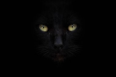 Siyah arka plan ile sokakta siyah kedi gözü