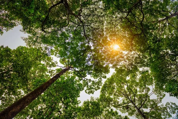 Looking up the trunk of a rainforest tree to the canopy with sunlight.