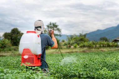 Chili plantasyon üzerinde pestisit çiftçi püskürtme