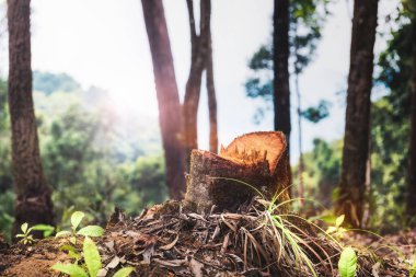 Ormandaki kütükler ya da kesilen ağaçlar. Ormansızlaşma sel felaketine neden olur. Csr kavramı