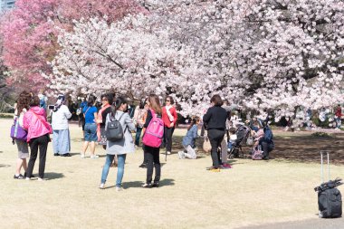Osaka, Japonya - Mar 2015: Shinjuku Gyoen Ulusal Bahçesi'nde kiraz çiçekleri (Sakura) ağacı veya Japonya'da geleneksel eğlence aktivitesi
