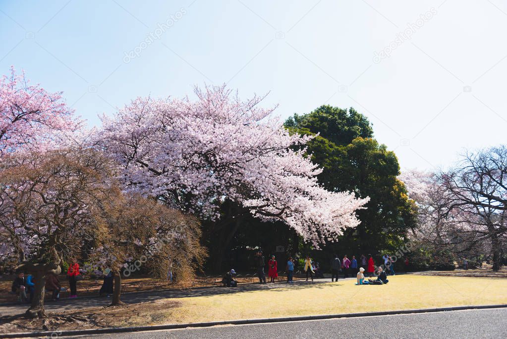 OSAKA, JAPAN - MAR 2015: Cherry blossoms (Sakura) tree at Shinjuku Gyoen National Garden or traditional leisure activity in Japan