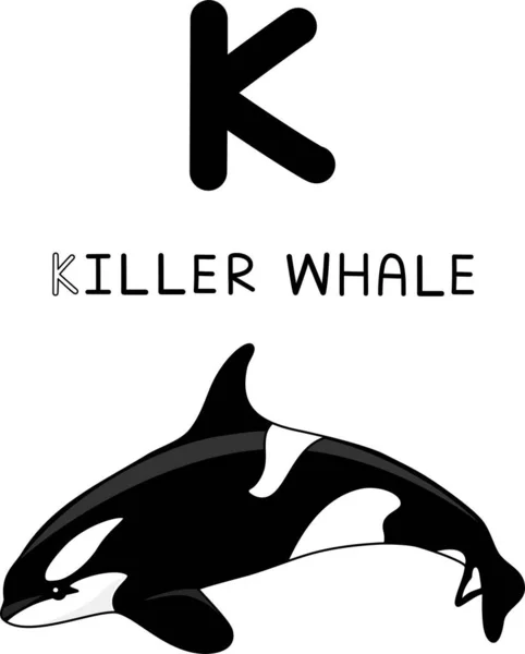 K katil balina balina balinasının ana harflerinden biri olan siyah beyaz balina familyası okyanus yunusu familyasının en büyük memelisidir ve balık, fok ve yunuslarla beslenir. Bu bir uç yırtıcılardır. Onları dünyanın okyanusunda bulabiliriz.