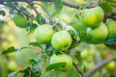 yeşil sulu elma dalı