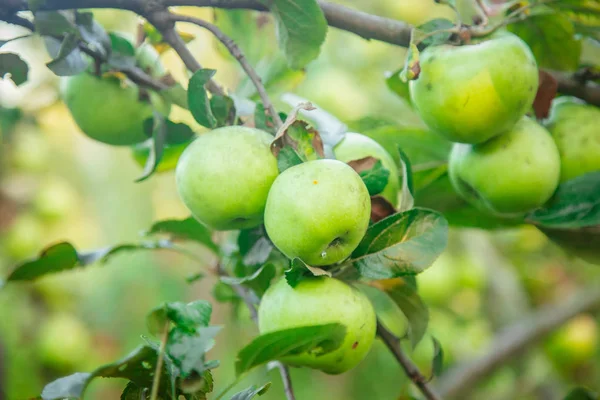 yeşil sulu elma dalı
