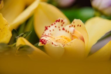 Bir ağaç kutusunda sarı orkide buketi