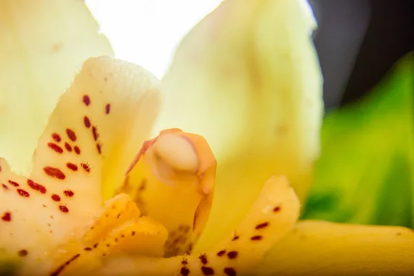 Buquê Orquídeas Amarelas Uma Caixa Árvore — Fotografia de Stock