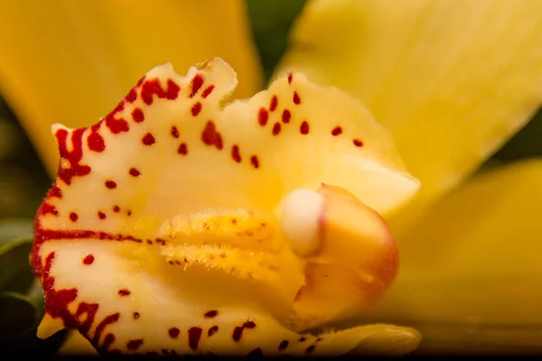 Buquê Orquídeas Amarelas Uma Caixa Árvore — Fotografia de Stock
